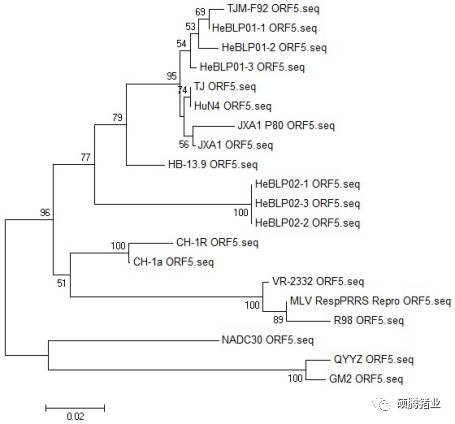 一个持续免疫“瑞兰安”生长猪临床效果追踪的意外发现