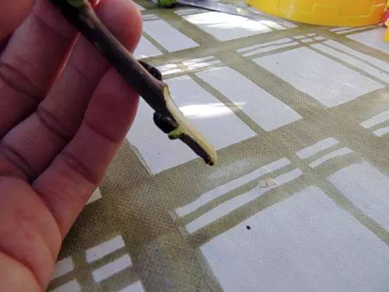 教你轻松完成果树、花木的嫁接，三种方法轻松掌握