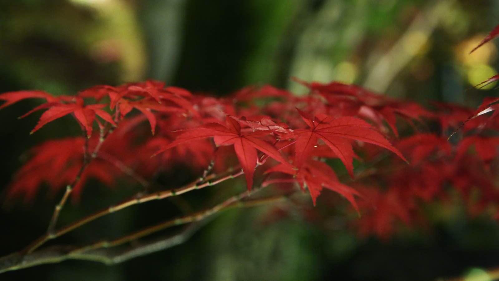 关西温泉六日游,大阪关西机场温泉