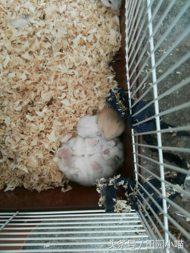 花10元买了两只小仓鼠，没想到几个月后收获一窝软萌的糯米团子