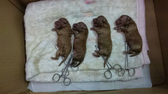 泰迪怀孕了会变得很瘦吗,泰迪怀孕后期为什么特别瘦