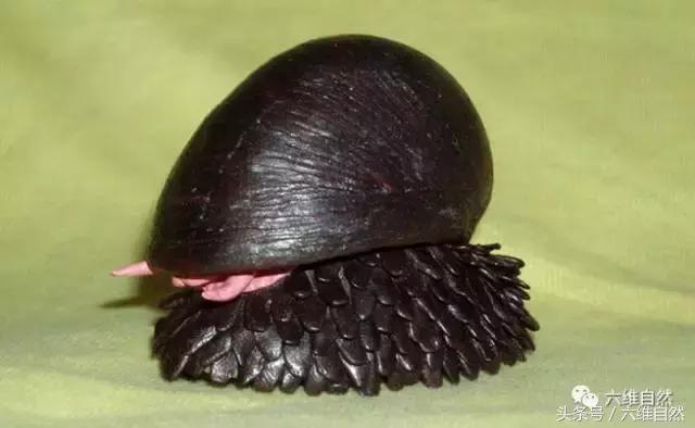 自然界中的蜗牛有什么特征,自然界中的蜗牛