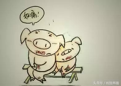 发生口蹄疫,用这两种消毒药消毒最有效!