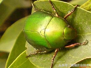 柑橘病虫害管理及营养管理ppt,柑橘花露白时应防治好哪些病虫害