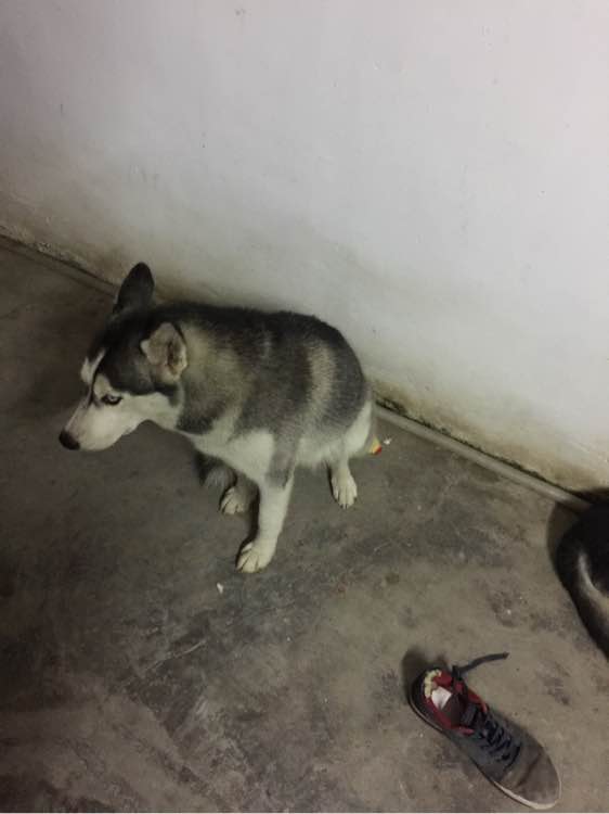 男子养的哈士奇冲着他笑,男子养了3只二哈