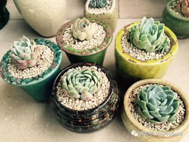 入肉坑,入坑一年半的新手养肉心得