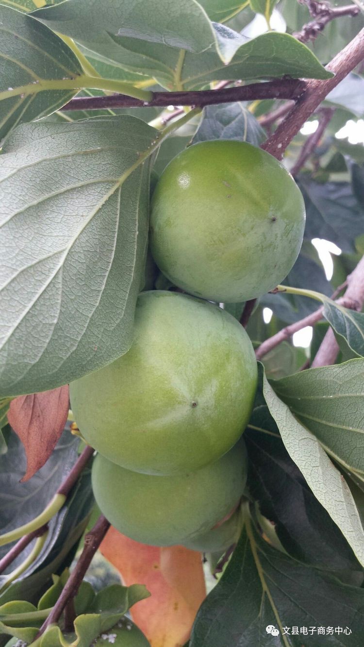 文县贾昌一个“胖子”变”瘦子“的过程