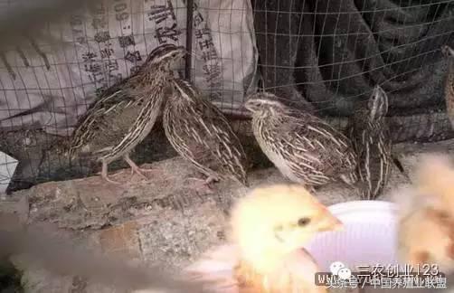 适合富人的18个创业项目养殖生意,养殖行业最赚钱的项目是哪个