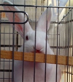 兔子吃兔崽怎么预防,兔饲料的注意事项