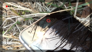 z11minis鎵嬫満,灏忔棗鑸皕11minis