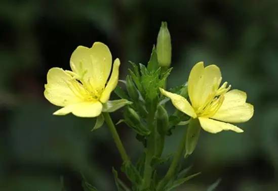 深扒｜十款超人气口服美容品，由内而外变美，就问你要不要！