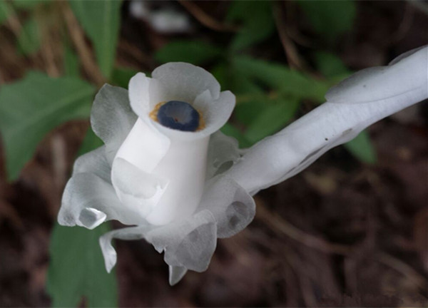 农村有根茎的野草,农村随处可见的18种野草