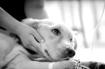 狗狗爱捡东西怎么回事,狗狗爱乱叼东西怎么办啊