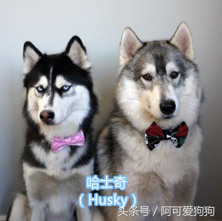 超级好看的大耳狗,短尾立耳狗