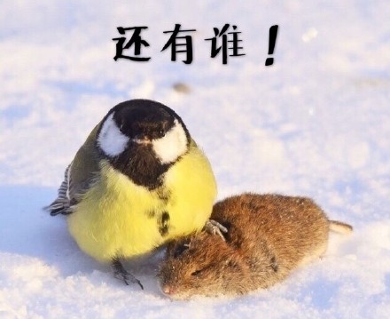 鸟界平头哥，传说中的“食脑狂魔”、“僵尸鸟”，霸气侧漏！