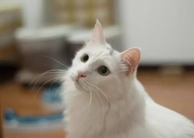 波斯猫眯着它的双眼抖音,波斯猫的眼神