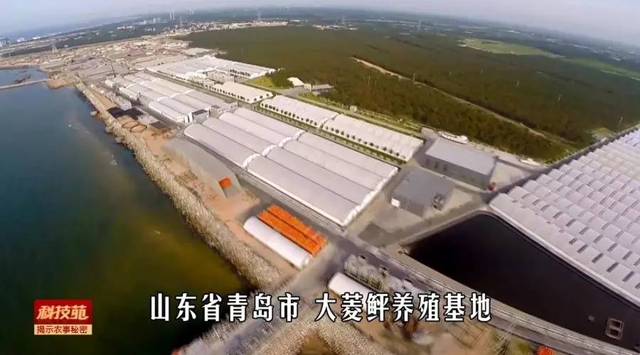 如何区分水产品是否加孔雀石绿,孔雀石绿在水产养殖中的应用