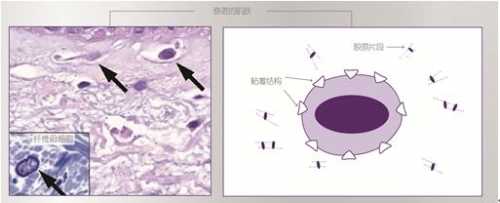 兰蔻立体塑颜按摩霜,兰蔻按摩霜怎么用法