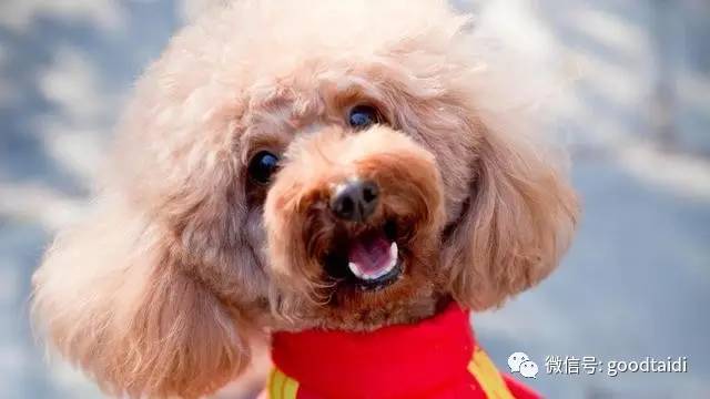 心疼小泰迪,小泰迪一定不能吃什么