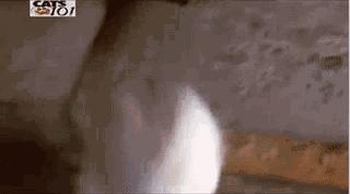 波斯猫眯着它的双眼抖音,波斯猫的眼神