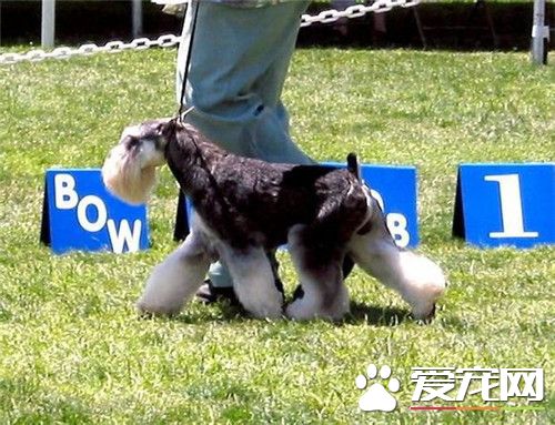 迷你雪纳瑞怎么养殖的视频,迷你雪纳瑞怎么喂食