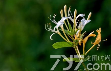 风热咳嗽的偏方大全,风热咳嗽最佳食疗法