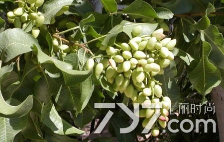 开心果是什么树的果实需要炒熟,开心果是什么树巴旦木的果实