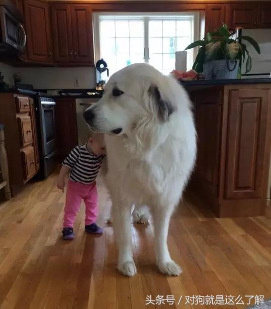 最凶悍的大白熊犬,常见的大白熊犬