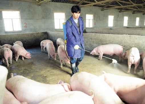 猪口蹄疫最佳治疗方法,猪口蹄疫病最佳治疗方法