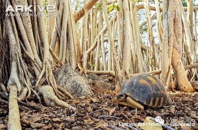 辐射陆龟名字由来,辐射陆龟是什么
