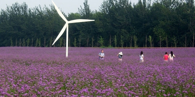 最美薰衣草庄园,中国最大的薰衣草庄园