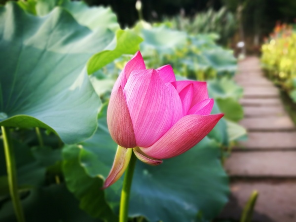 重庆十大最美的大学排行榜,重庆最美风景区排名