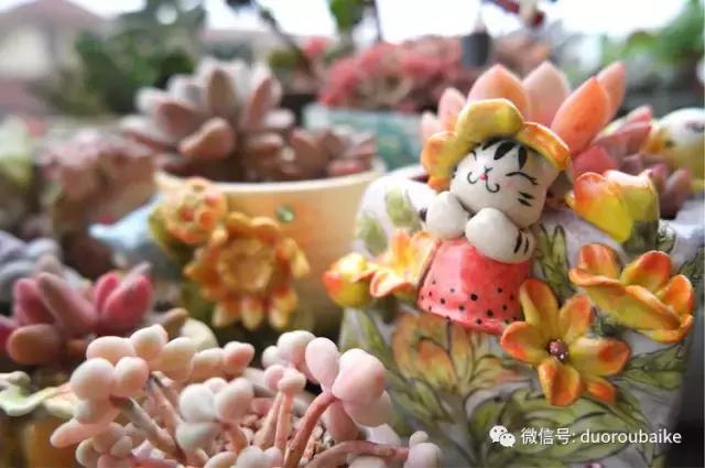 太实用了!图解多肉的配土及用药!