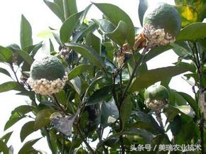 柑橘病虫害管理及营养管理ppt,柑橘花露白时应防治好哪些病虫害