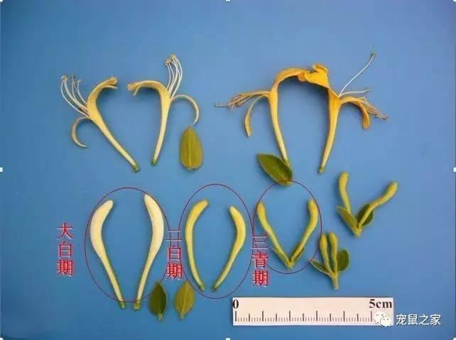 缇庨澶╀笅鍏荤敓澶у笀,缇庨澶╀笅棣欑尓