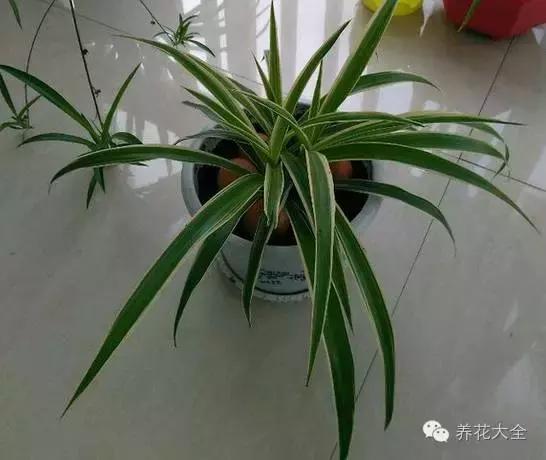 吊兰被太阳晒死怎么办,吊兰被养死了