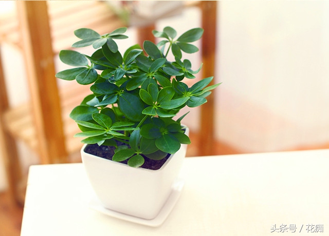 鹅掌柴，扦插繁殖都这么容易爆盆？