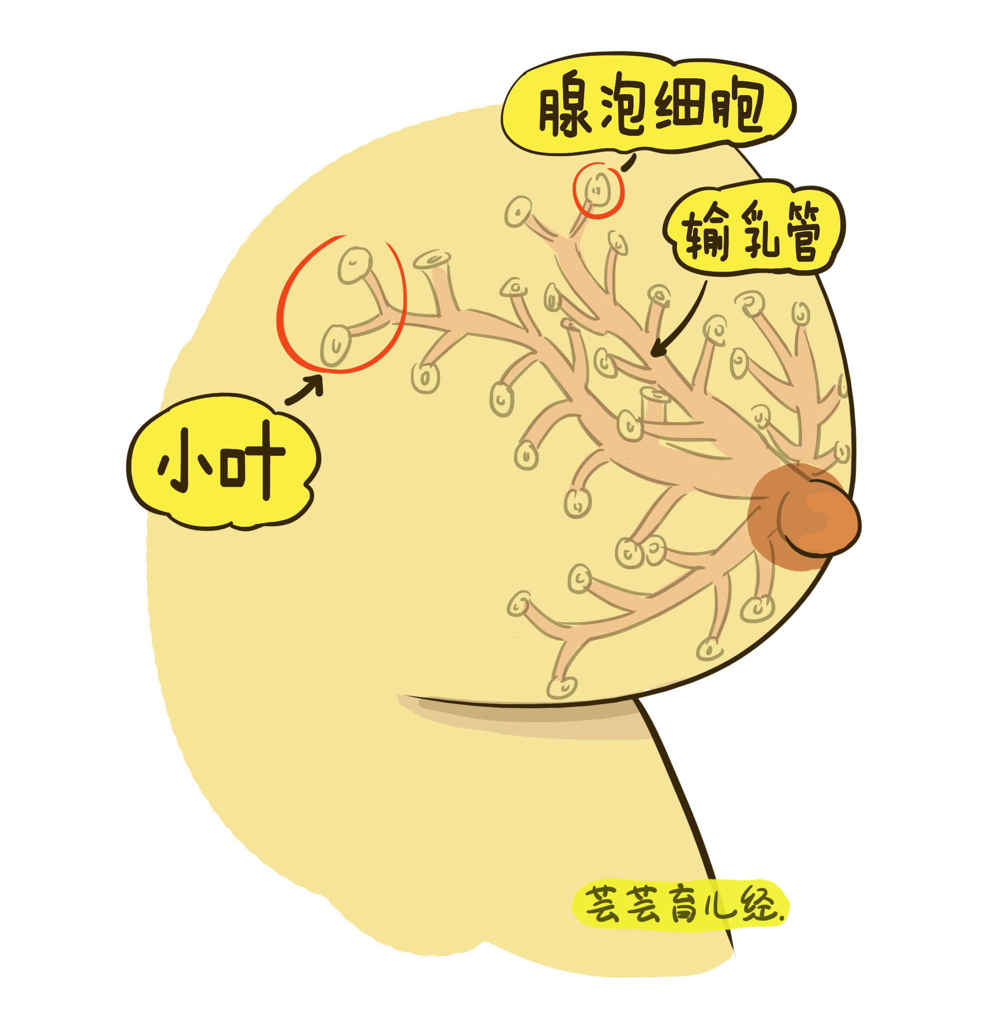 乳汁是怎么形成的动画科普,乳汁是怎么形成的