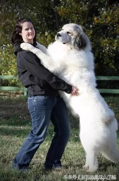 最凶悍的大白熊犬,常见的大白熊犬