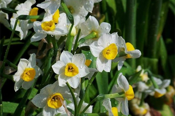 水仙不够绿怎么办,水仙养土里不开花怎么回事