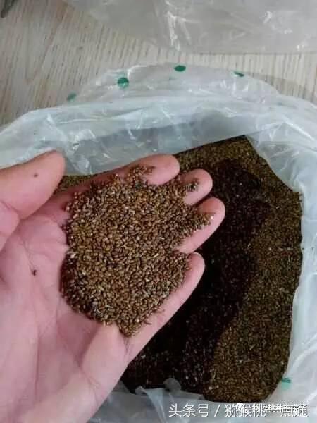 人工种植猕猴桃苗木价格,种植什么品种猕猴桃最有销路