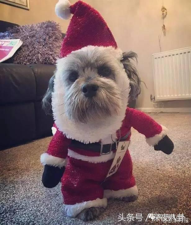 又到一年圣诞节完整视频,又到一年圣诞节