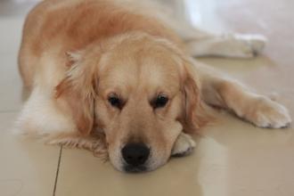 让狗狗不要吠叫的声音,狗狗听到门铃叫