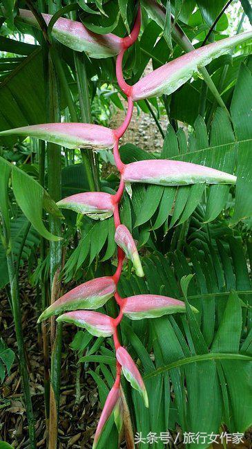 西双版纳避寒城市,冬日西双版纳市区