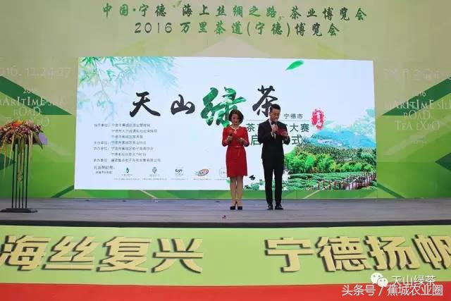 绿茶赏茶表演,福鼎白茶茶艺表演