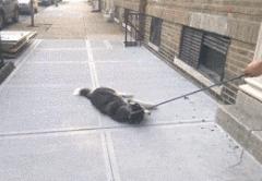 狗狗一拉出去，就收不回来了，怎么破？