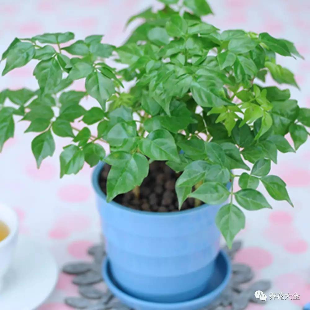 发财树的土养不活绿萝,养了几年的绿萝为什么没有根