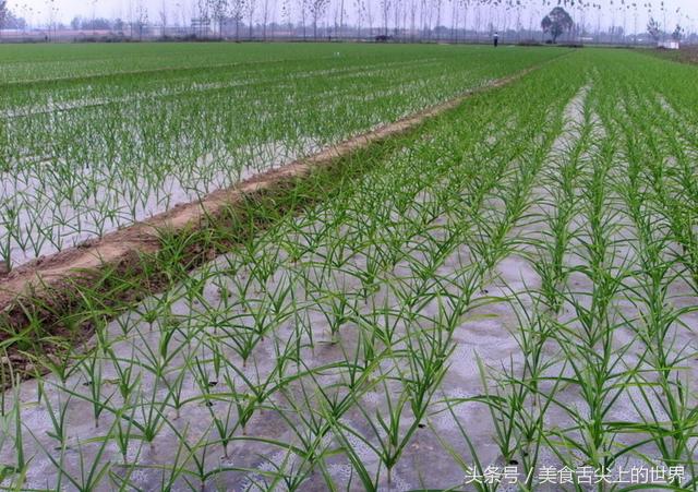 这种美味古人叫它“韭叶芸香”还能预防流感！