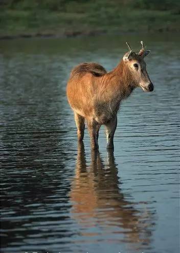 圣诞老人骑的那个鹿叫什么鹿,圣诞老人的坐骑麋鹿到底有多大