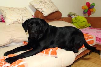 让狗狗不要吠叫的声音,狗狗听到门铃叫